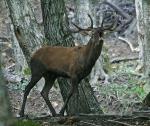 Parco Nazionale Foreste Casentinesi, Cervo, Giordano Giacomini